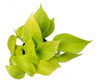 Neon Pothos Plant