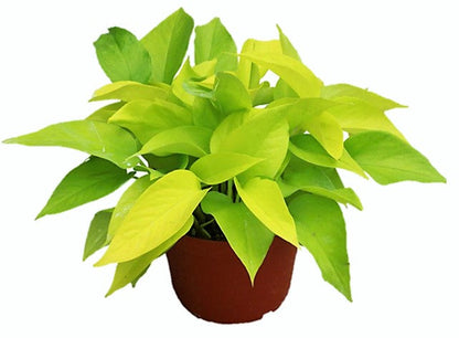 Neon Pothos Plant