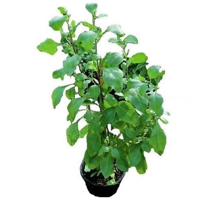 Atriplex semibaccata or Salt Bush