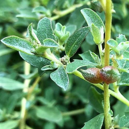 Atriplex semibaccata or Salt Bush