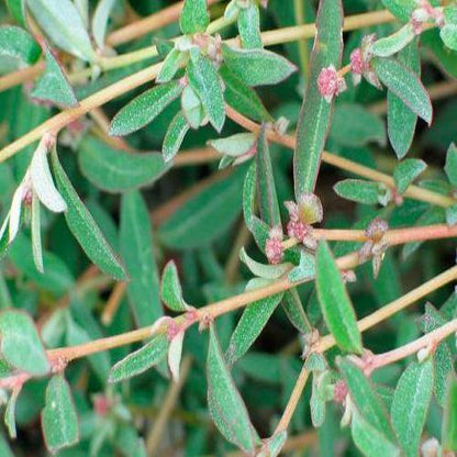 Atriplex semibaccata or Salt Bush