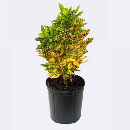 Croton Gold Dust “Codiaeum Variegated Gold Dust” 0.4-0.5m