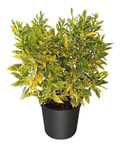 Croton Gold Dust “Codiaeum Variegated Gold Dust” 0.4-0.5m