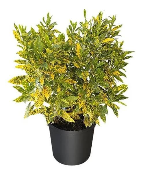 Croton Gold Dust “Codiaeum Variegated Gold Dust” 0.4-0.5m