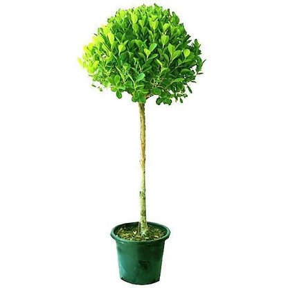 Ficus Diversifolia Single Head