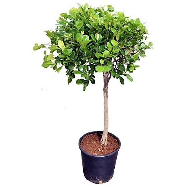 Ficus Individual Ficus Diversifolia Single Head – My Green Resort