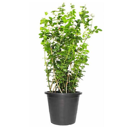 Labnani Jasmine “Jasminum Labnani” 0.5-0.6m