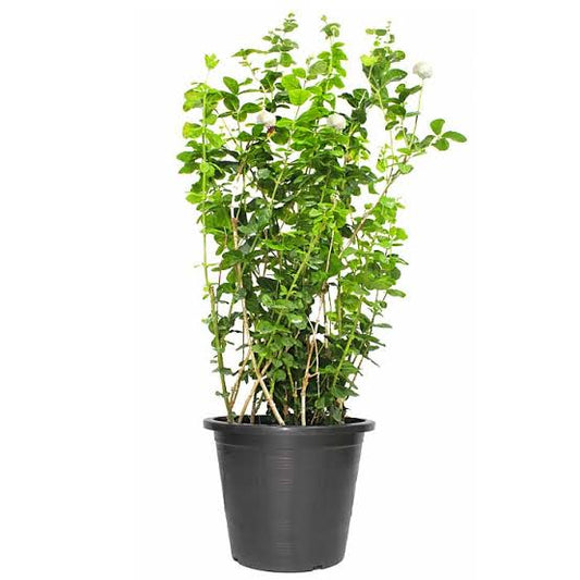 Labnani Jasmine “Jasminum Labnani” 0.5-0.6m