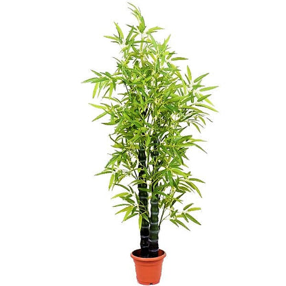 Bambusa Ventricosa, Buddha’s Belly Bamboo