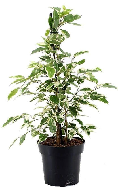 Twilight Plant, Ficus Benjamina