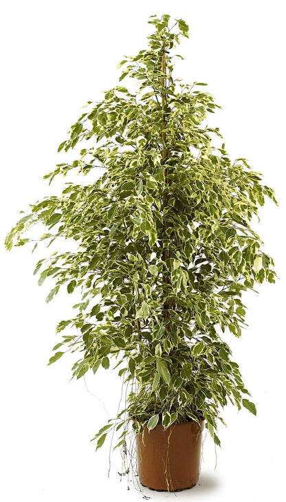 Twilight Plant, Ficus Benjamina