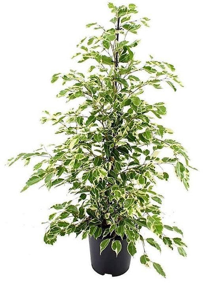 Twilight Plant, Ficus Benjamina
