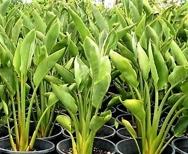 Bird of Paradise, Strelitzia Reginae, outdoor