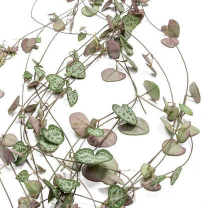 String of Hearts Plant, Ceropegia Woodii