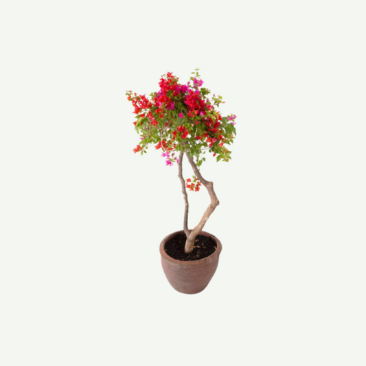 Bougainvillea Specimen “Single Head”