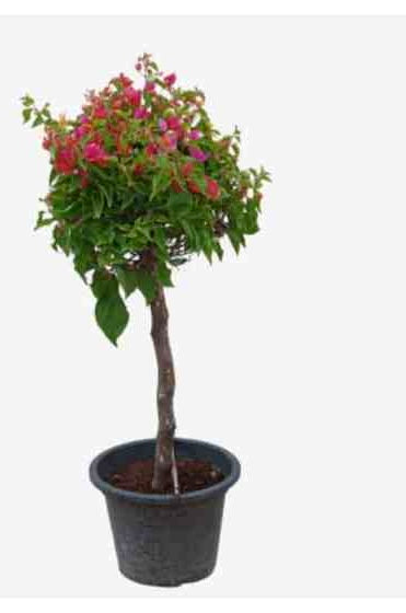 Bougainvillea Specimen “Single Head”