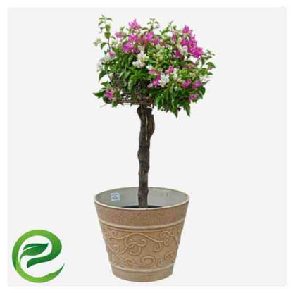 Bougainvillea Specimen “Single Head”