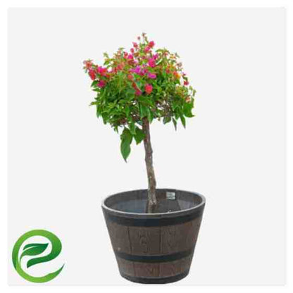 Bougainvillea Specimen “Single Head”
