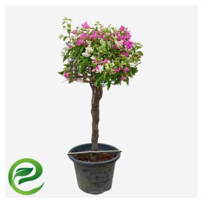 Bougainvillea Specimen “Single Head”