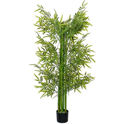 Bambus green or Tropical Bamboo