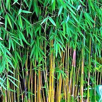 Bambus green or Tropical Bamboo