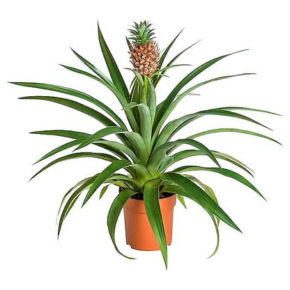 Ananas Comosus | Pineapple Plant