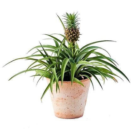 Ananas Comosus | Pineapple Plant