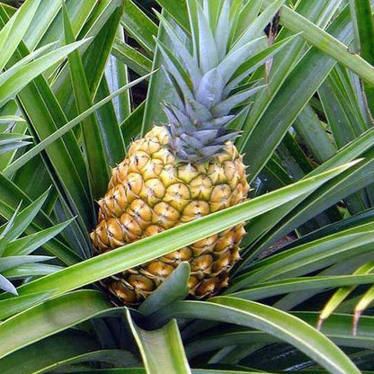 Ananas Comosus | Pineapple Plant