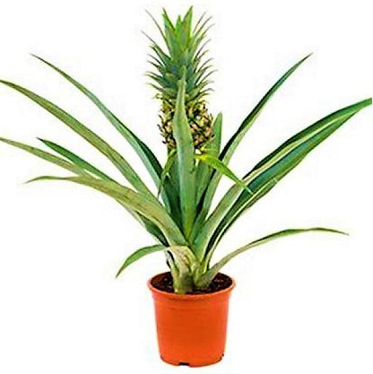 Ananas Comosus | Pineapple Plant