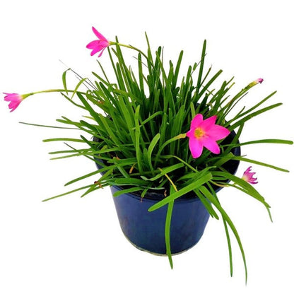 Rain Lily, Zephyr Lily, Zephyranthes  Grandiflora, Lilly