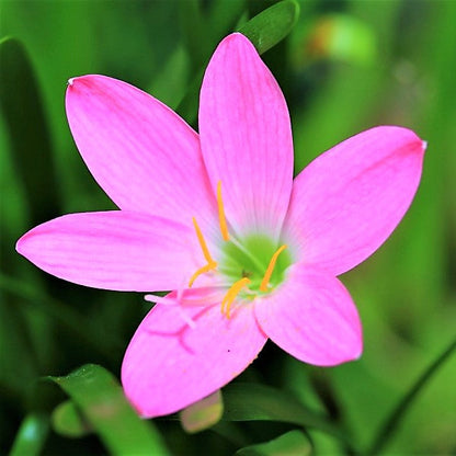 Rain Lily, Zephyr Lily, Zephyranthes  Grandiflora, Lilly