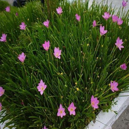 Rain Lily, Zephyr Lily, Zephyranthes  Grandiflora, Lilly
