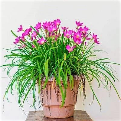 Rain Lily, Zephyr Lily, Zephyranthes  Grandiflora, Lilly