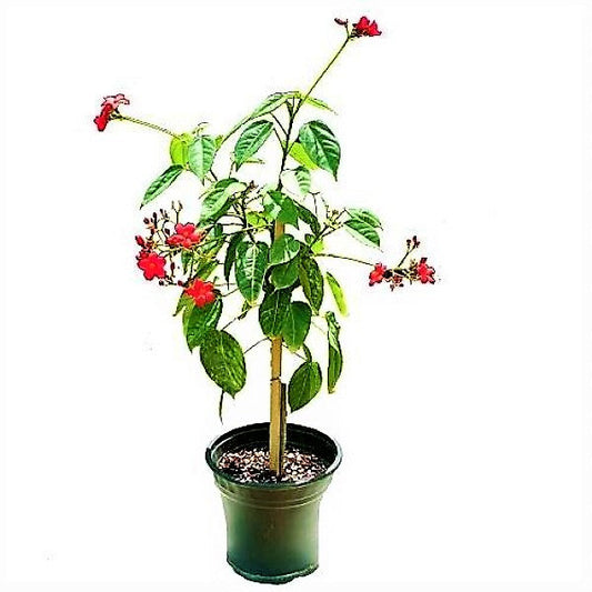 Jatropha Integerrima, Peregrine, Spicy Jatropha