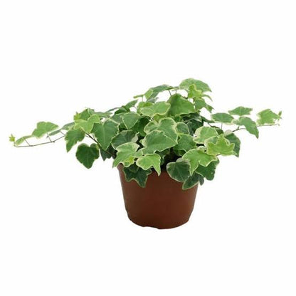 Hedera helix or English Ivy (Mixed Per Plant)