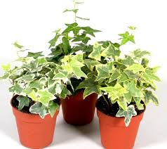 Hedera helix or English Ivy (Mixed Per Plant)