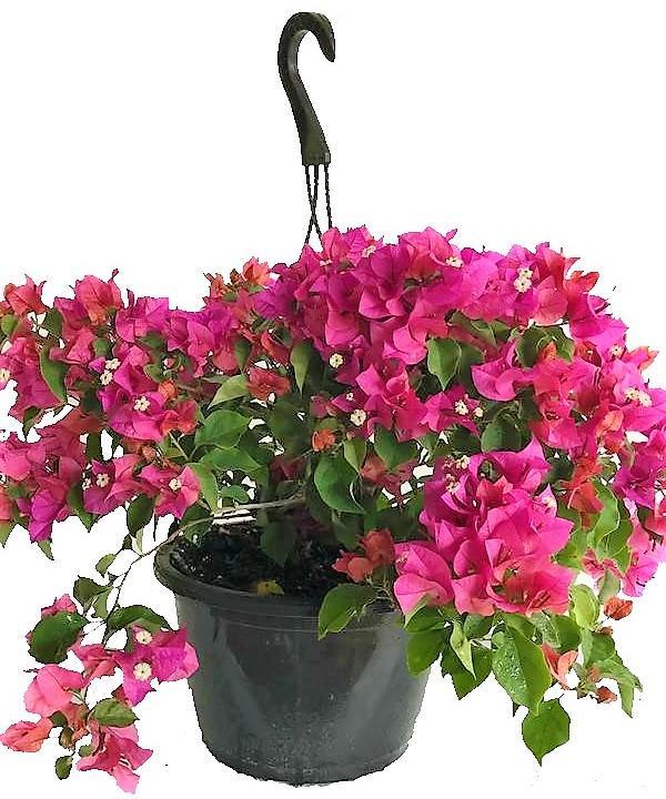 Bougainvillea “Pink Pixie”