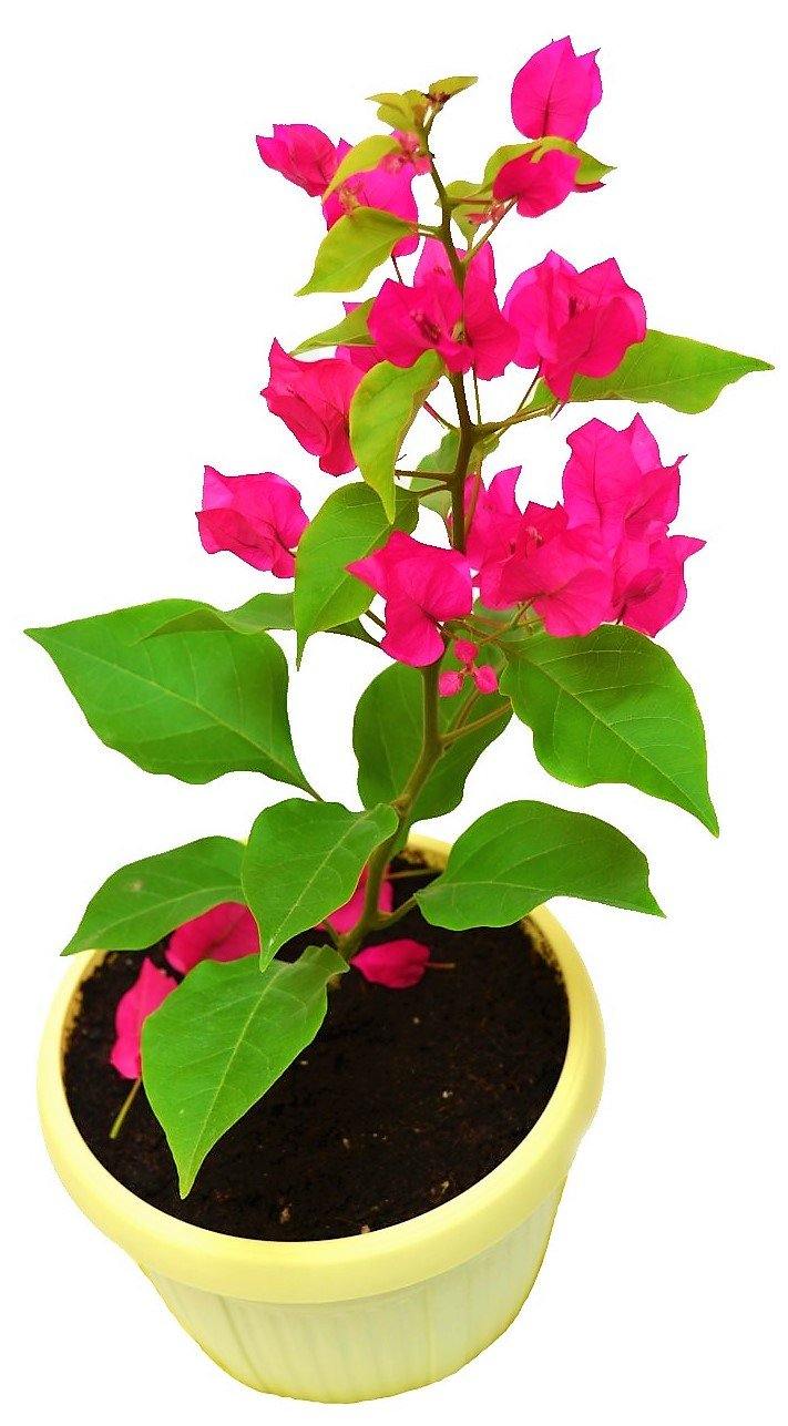Bougainvillea “Pink Pixie”