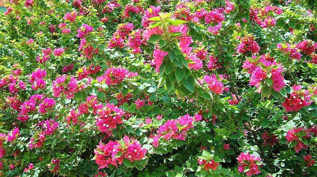 Bougainvillea “Pink Pixie”