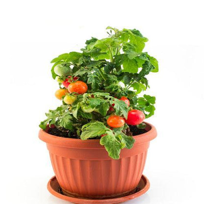 Tomato Plant