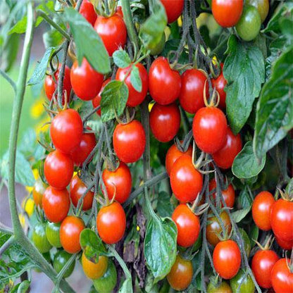 Tomato Plant