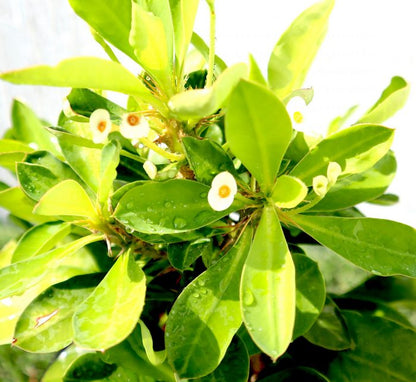 Euphorbia Milii, Crown Of Thorns