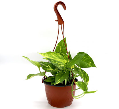 Money Plant “Epipremnum aureum”Hanging