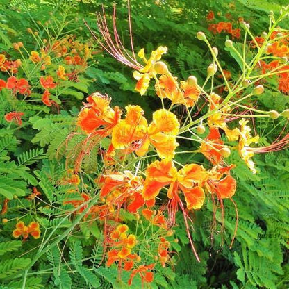 Caesalpinia pulcherrima “Peacock Flower” 40-50cm