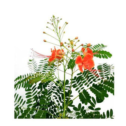 Caesalpinia pulcherrima “Peacock Flower” 40-50cm