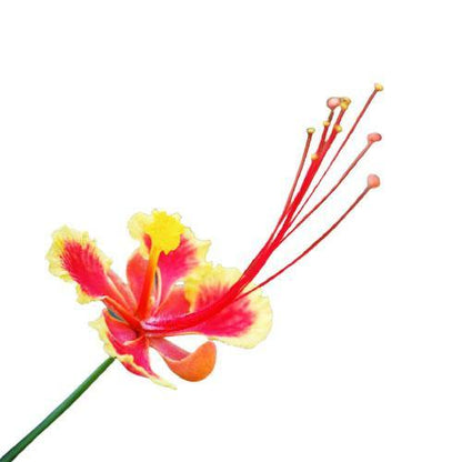 Caesalpinia pulcherrima “Peacock Flower” 40-50cm