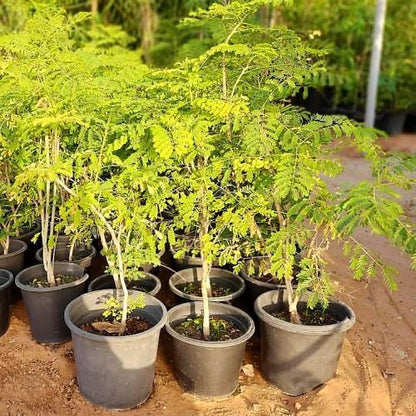 Caesalpinia pulcherrima “Peacock Flower” 40-50cm