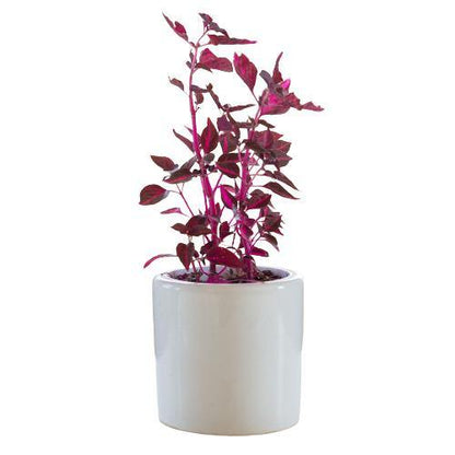 Iresine Iindenii, Bloodleaf Iresine lindenii (small)