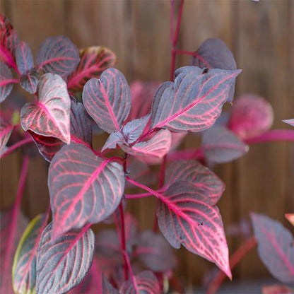 Iresine Iindenii, Bloodleaf Iresine lindenii (small)