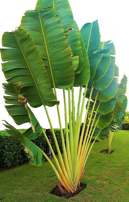 Ravenala Madagascariensis, Traveller’s Palm